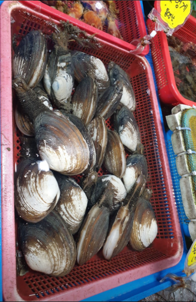 6시내고향 코끼리조개 왕우럭조개 홍해삼 구매 정보 경남 거제 한아름수산