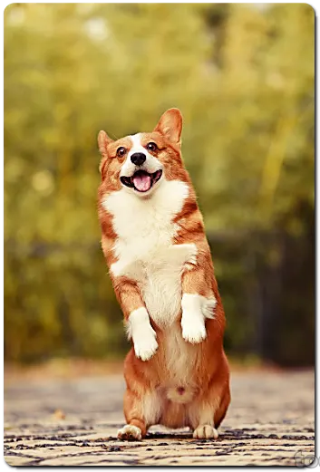 볼드모트 강아지 고양이 사료 리스트