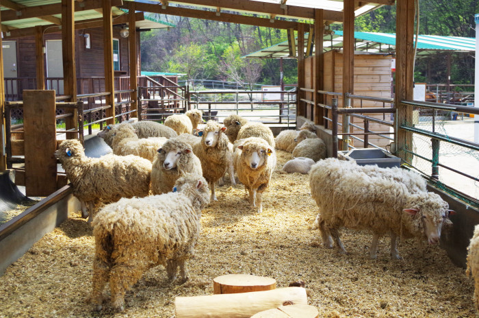 양평 가볼만한곳