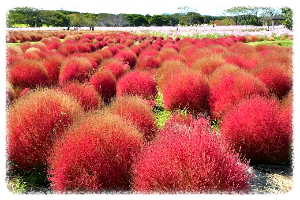 우미노나카미치 해변공원
