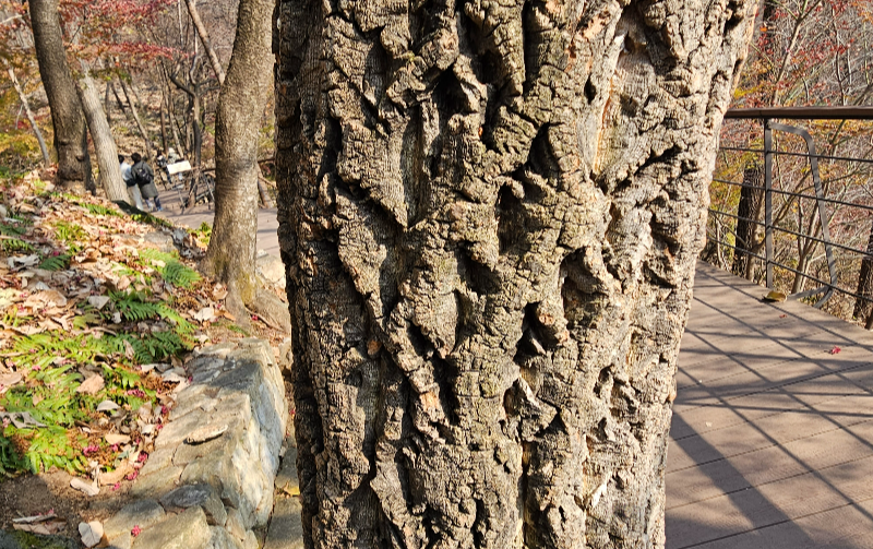 굴참나무 수피