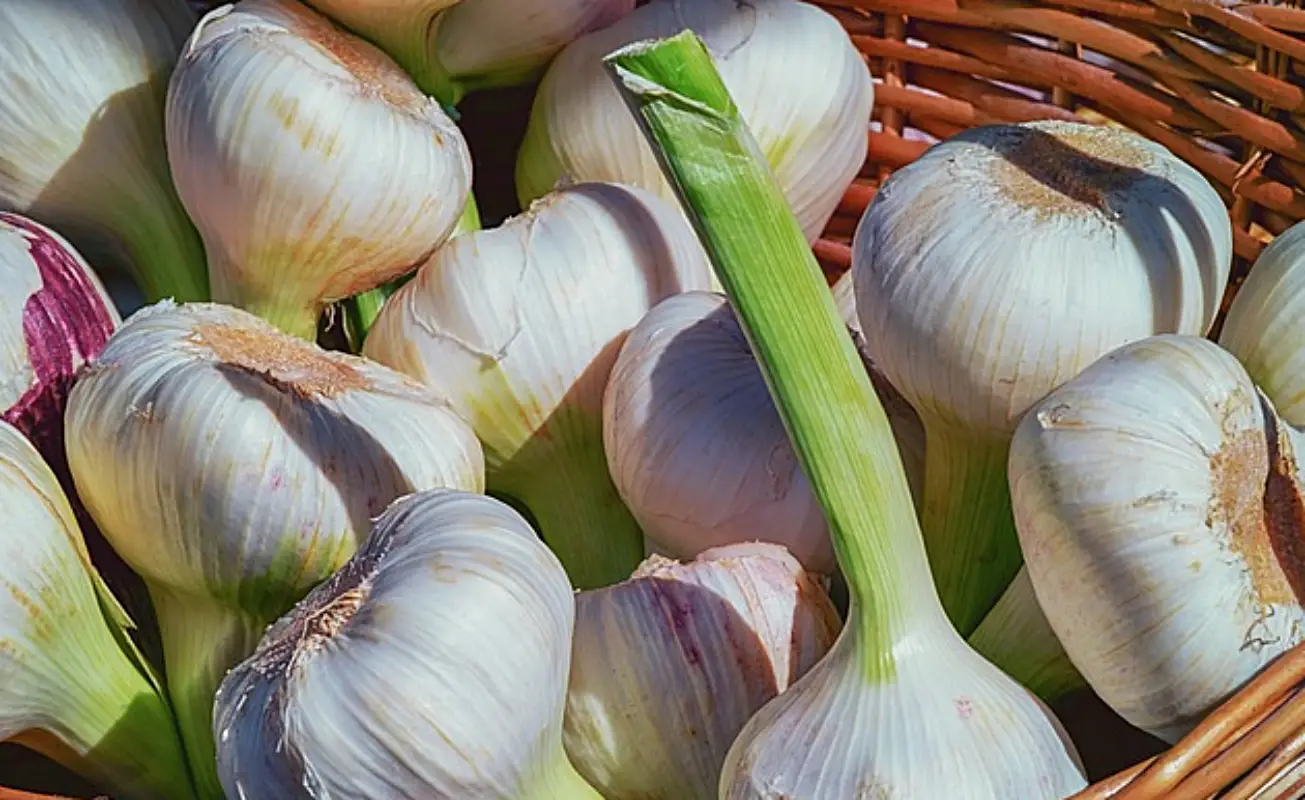 마늘장아찌 담그는법