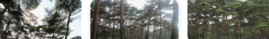 안면도 소나무 3장의 사진