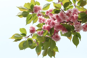 서산 개심사 겹벚꽃·청벚꽃 개화상황