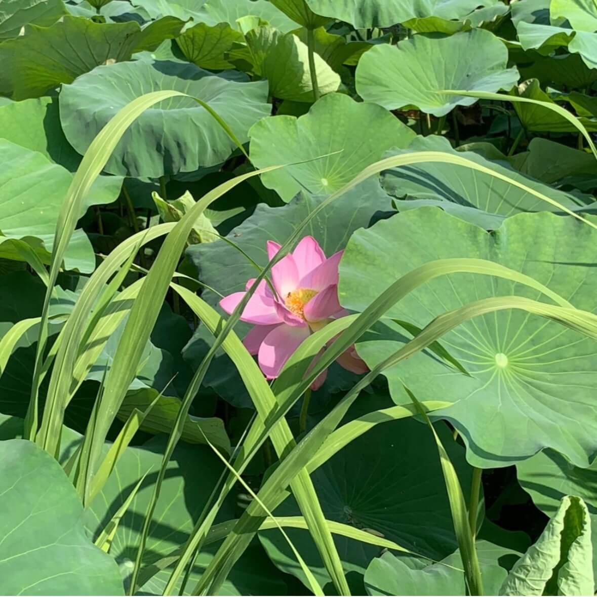 세미원 연꽃축제