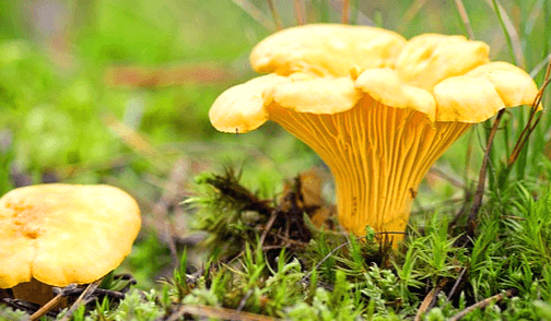 초록색 풀밭에 노란 꾀꼬리버섯 2개가 나 있다. 갓은 사방으로 퍼져있고 전체가 노란색이다.