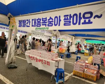 홍천 찰옥수수 축제_12