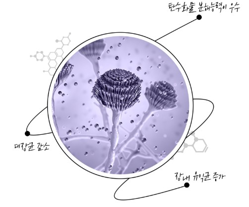 이영애 카무트 효소 효능