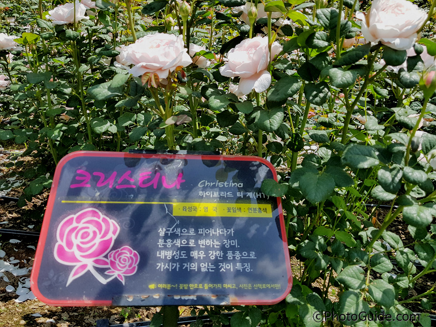 크리스티나
