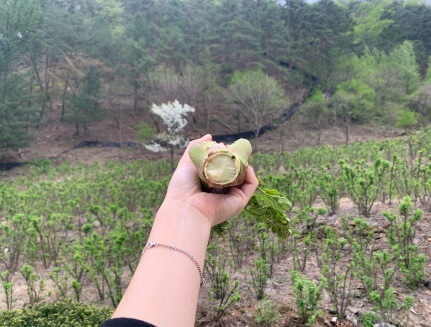 생방송투데이 이 주의 장바구니 강원도 평창 참두릅 365삼 구입 주문방법 산양삼&amp;#44; 오가피순&amp;#44; 명이나물&amp;#44; 고들빼기&amp;#44; 산더덕&amp;#44; 솔순&amp;#44; 도라지&amp;#44; 땅두릅