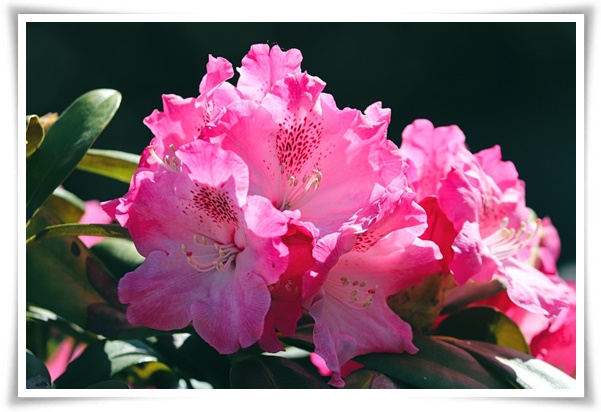 "진달래꽃" 나보기가 역겨워 가실 때에는 ... 봄을 알리는 분홍빛 향연!