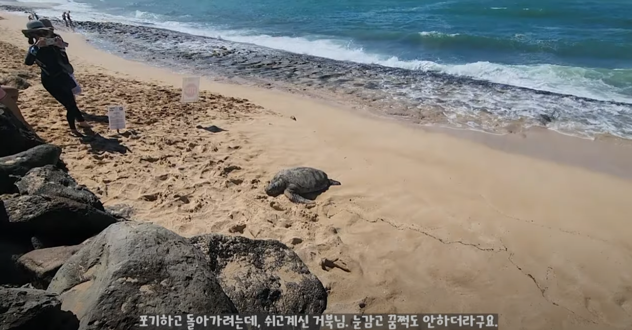 라니아케아-거북이