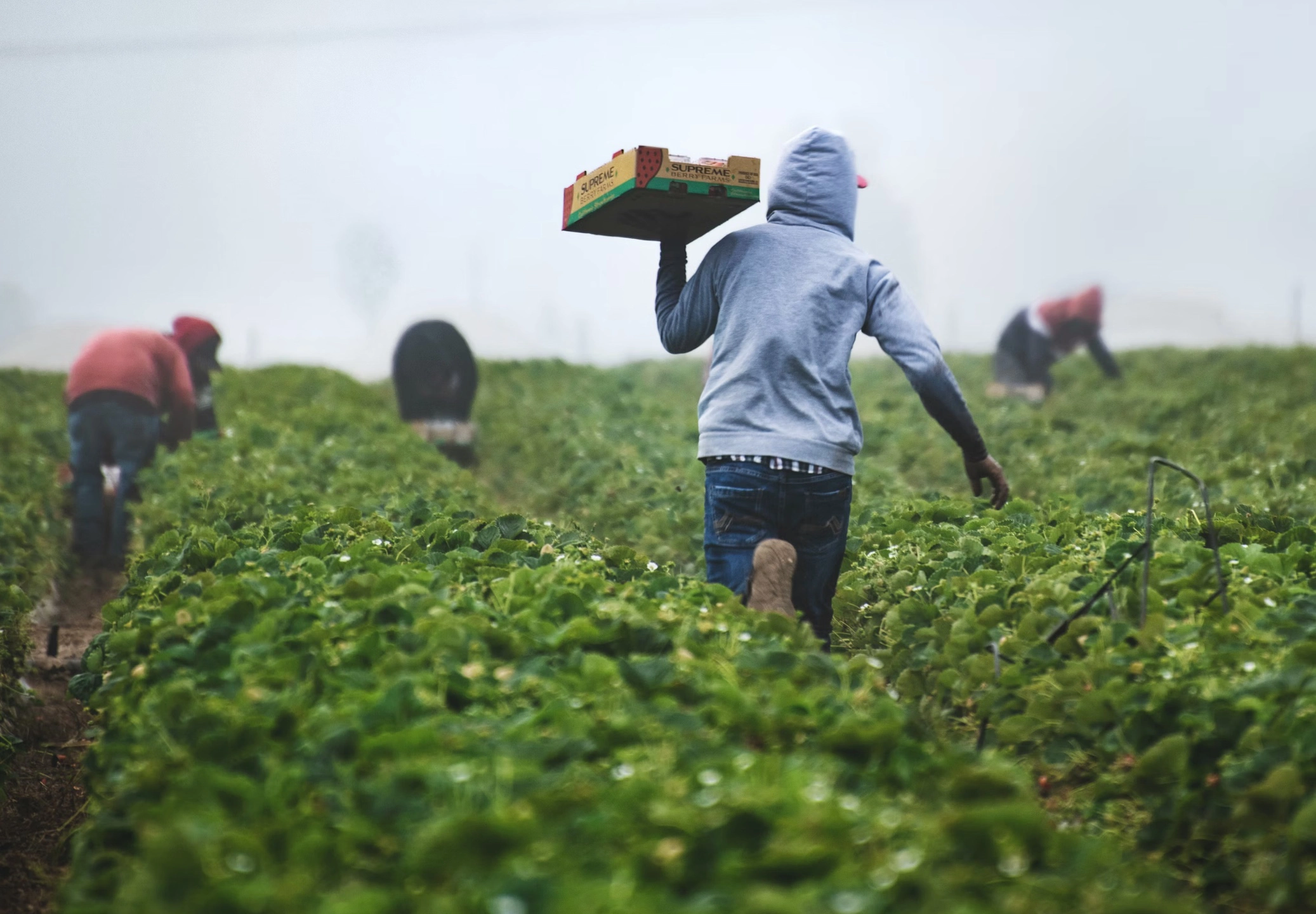 쯔쯔가무시병 물린자국