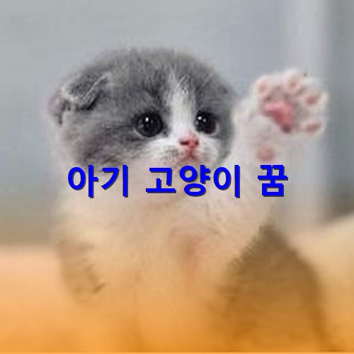 예쁜-아기고양이가-왼발을-들어올리며-인사하는-모습