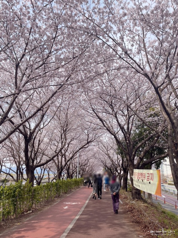 낙동강변 30리 벚꽃길