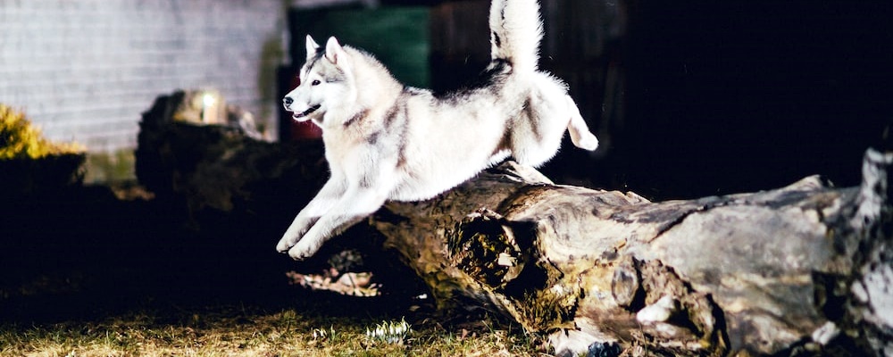 사료 급하게 먹는 강아지 14