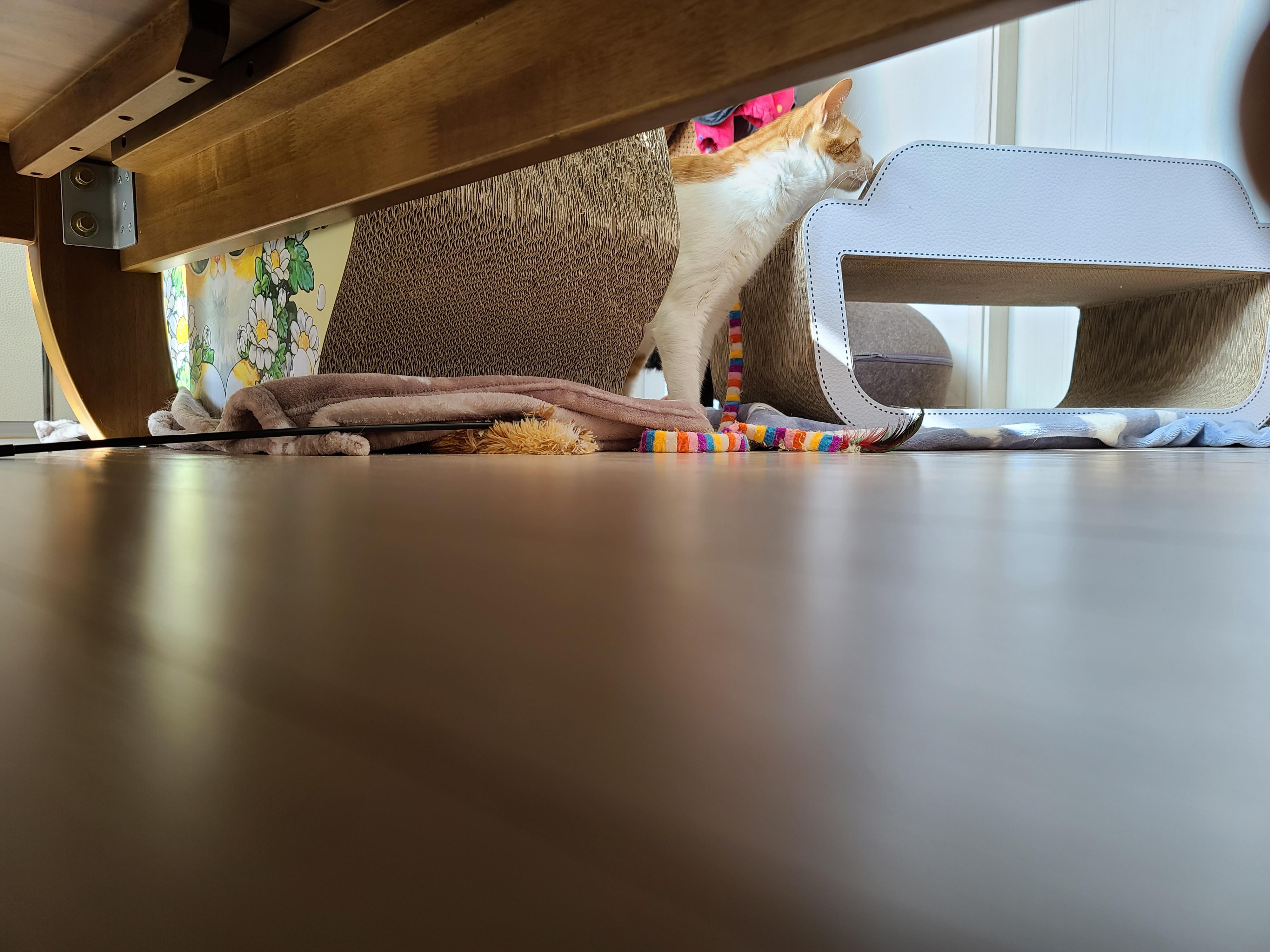 9냥이 집사의 눈뜨면 하는 일들.