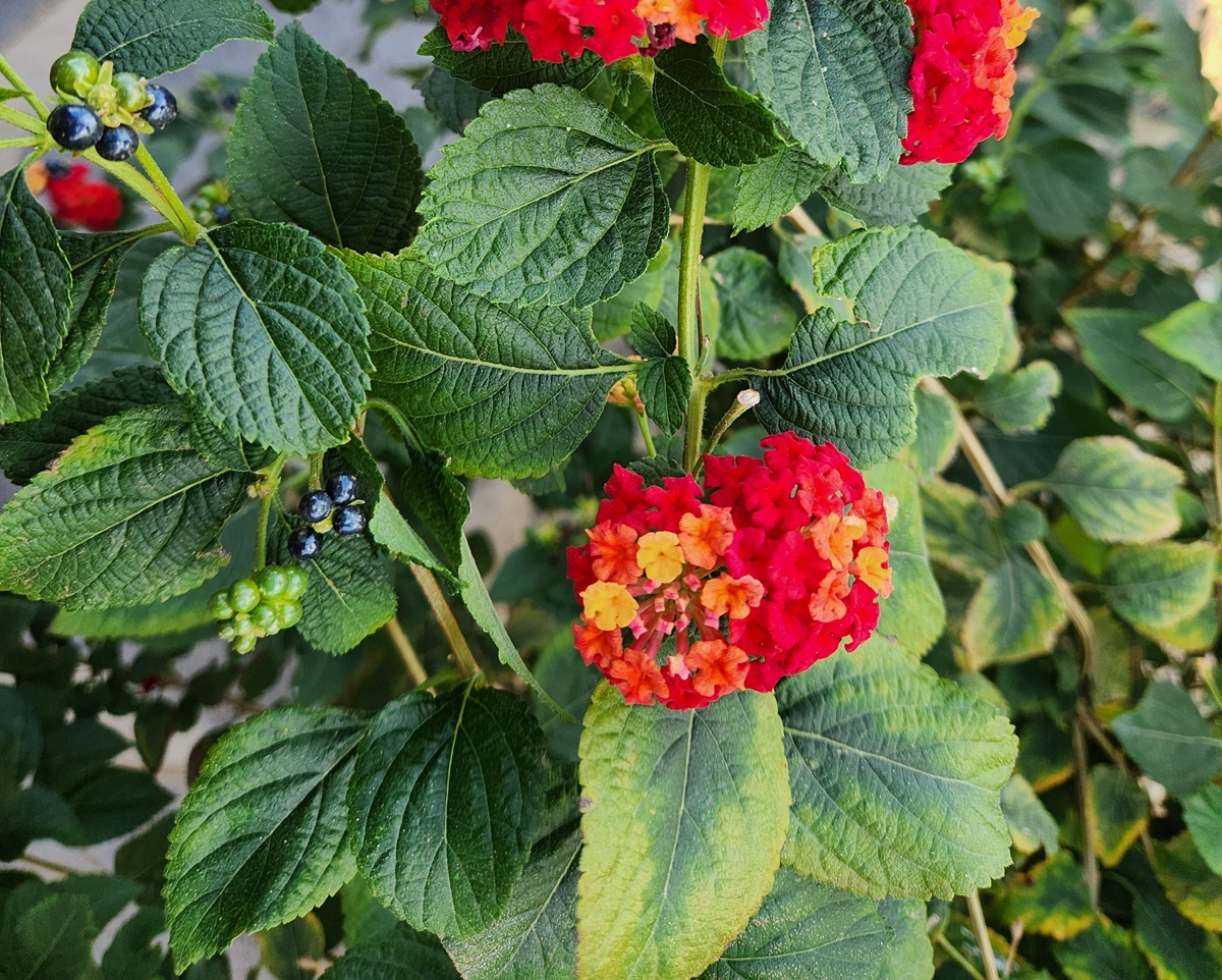 란타나 Lantana