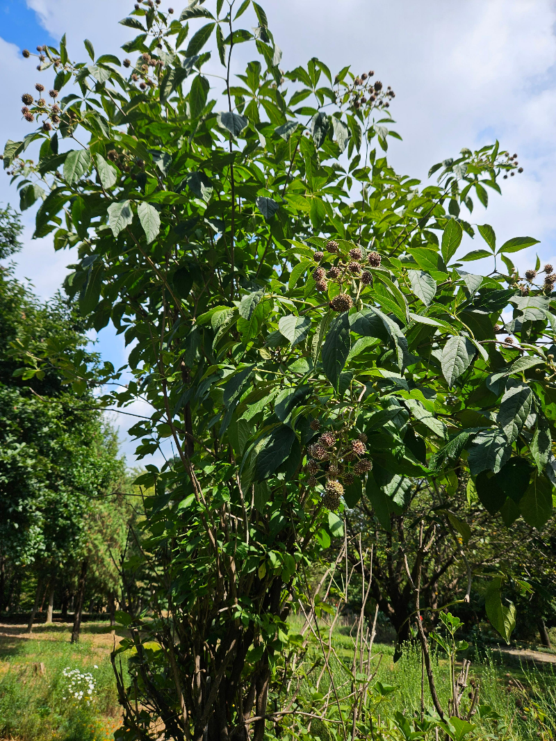 오갈피나무 수형