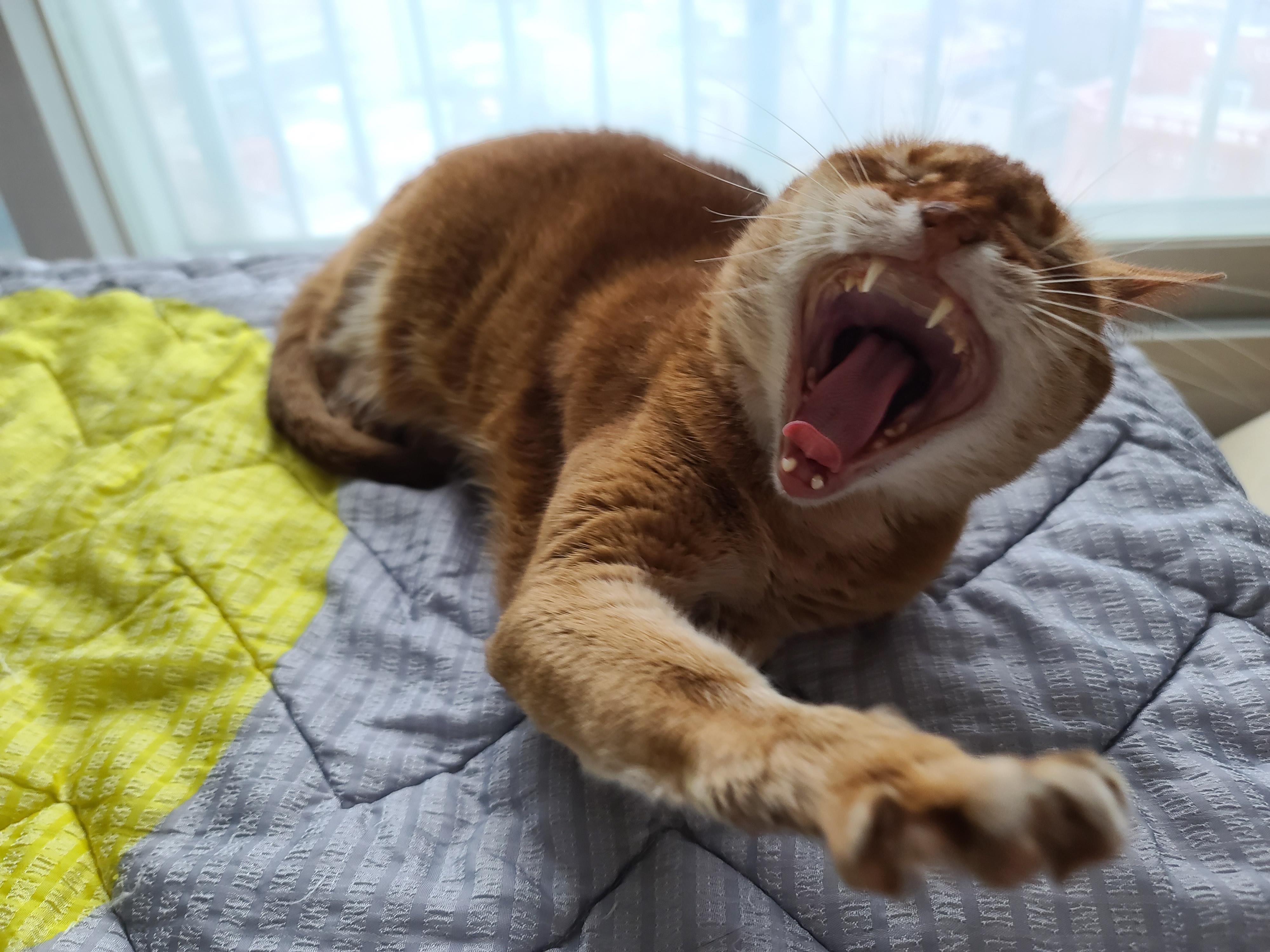 비오는 아침 아홉냥이네 고양이들.