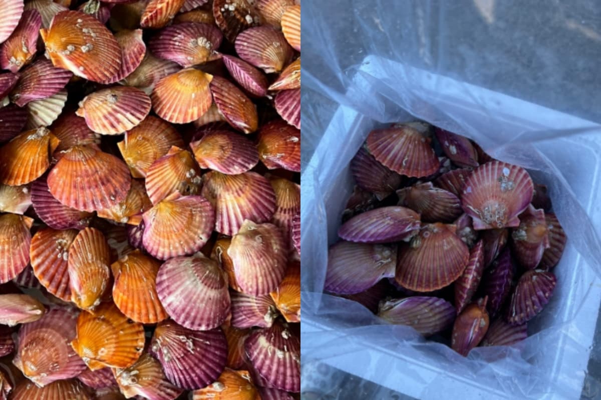 생생정보통 맛집 오늘방송(2월20일) 쪼이수산,이경양식당