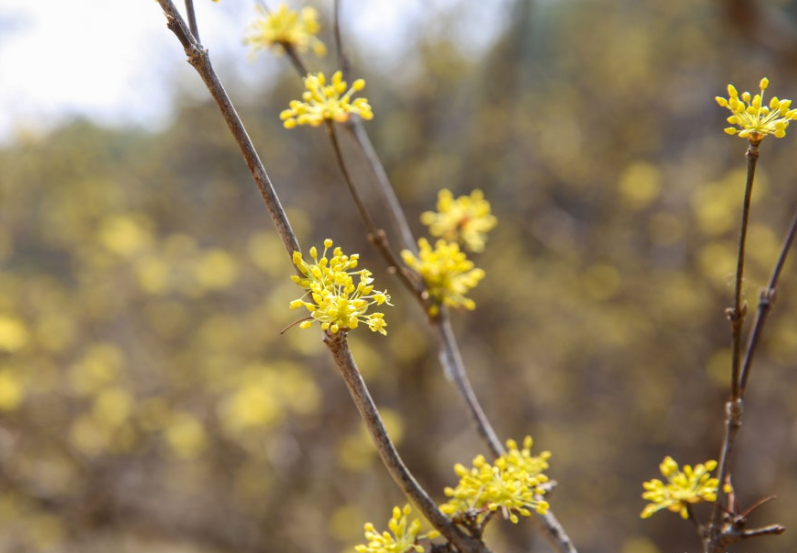 이천백사 산수유3