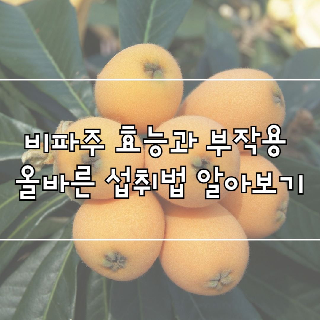 비파주 효능과 부작용, 올바른 섭취법 알아보기