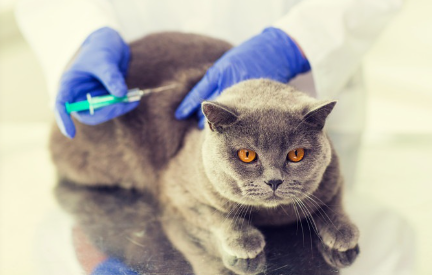 고양이 백신 주사.
