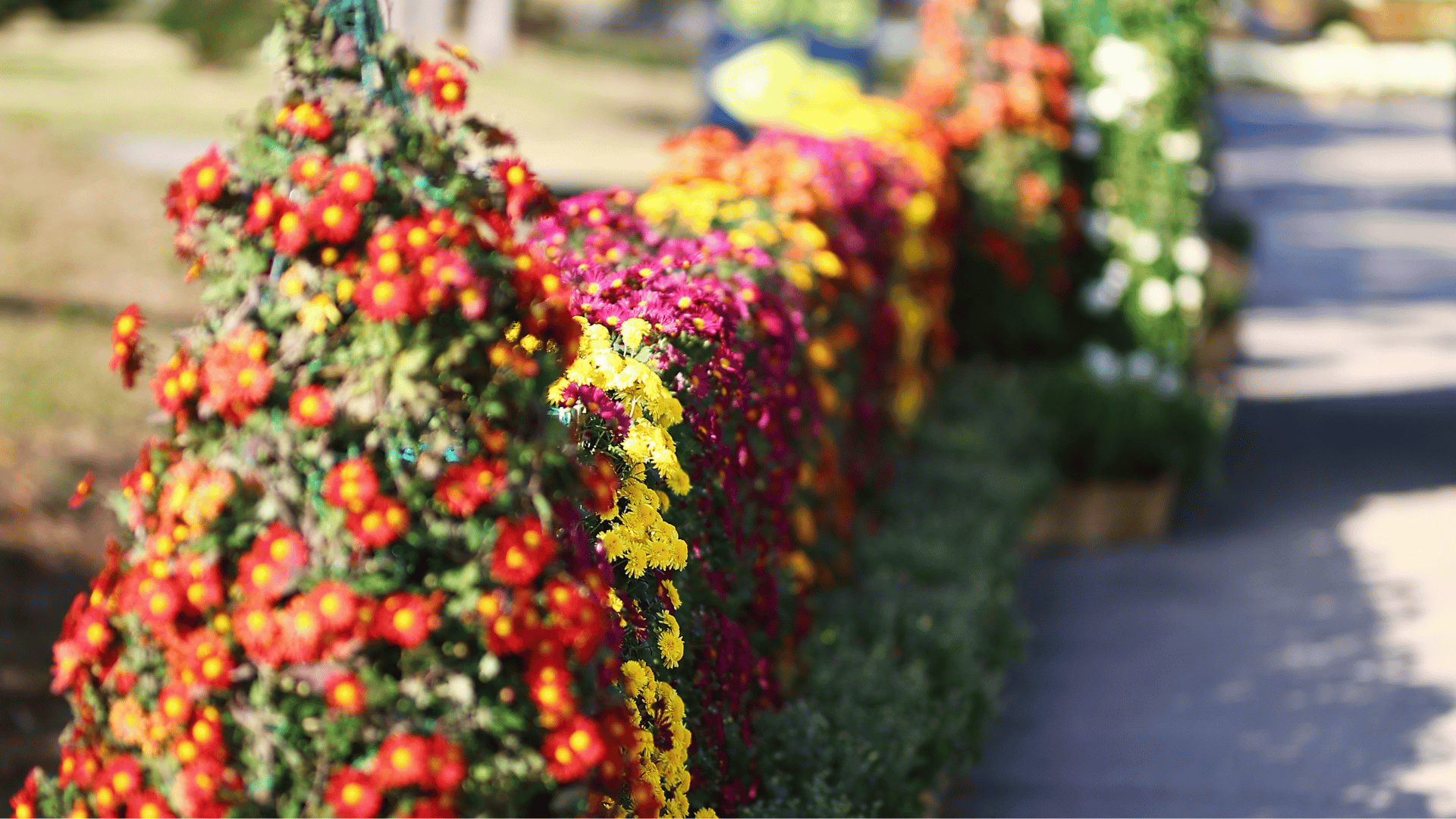 11월에 떠나는 국내 가을 여행지 추천