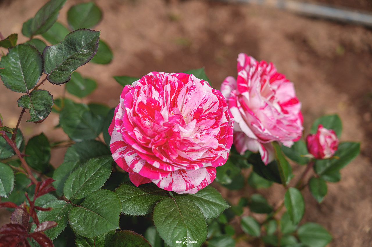 백만송이장미원