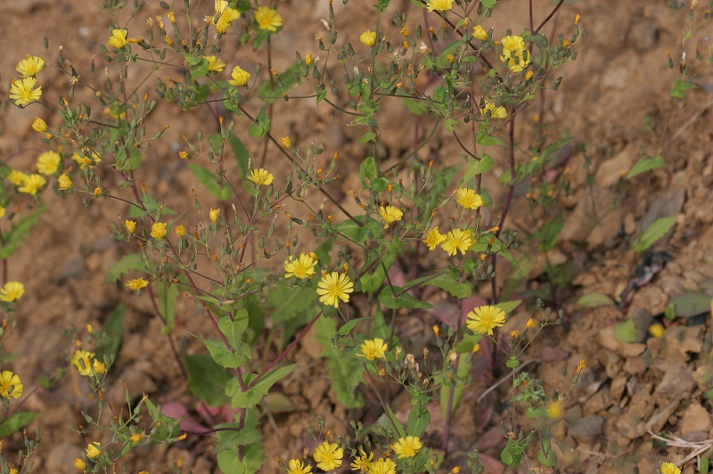 고들빼기 사진 국립생물자원관에서 제공함