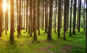 식목일 공휴일 폐지 부활 변천사 그 이유