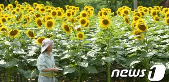 해바라기길 산책 시간 그늘 벤치 위치 휴식 포인트_15