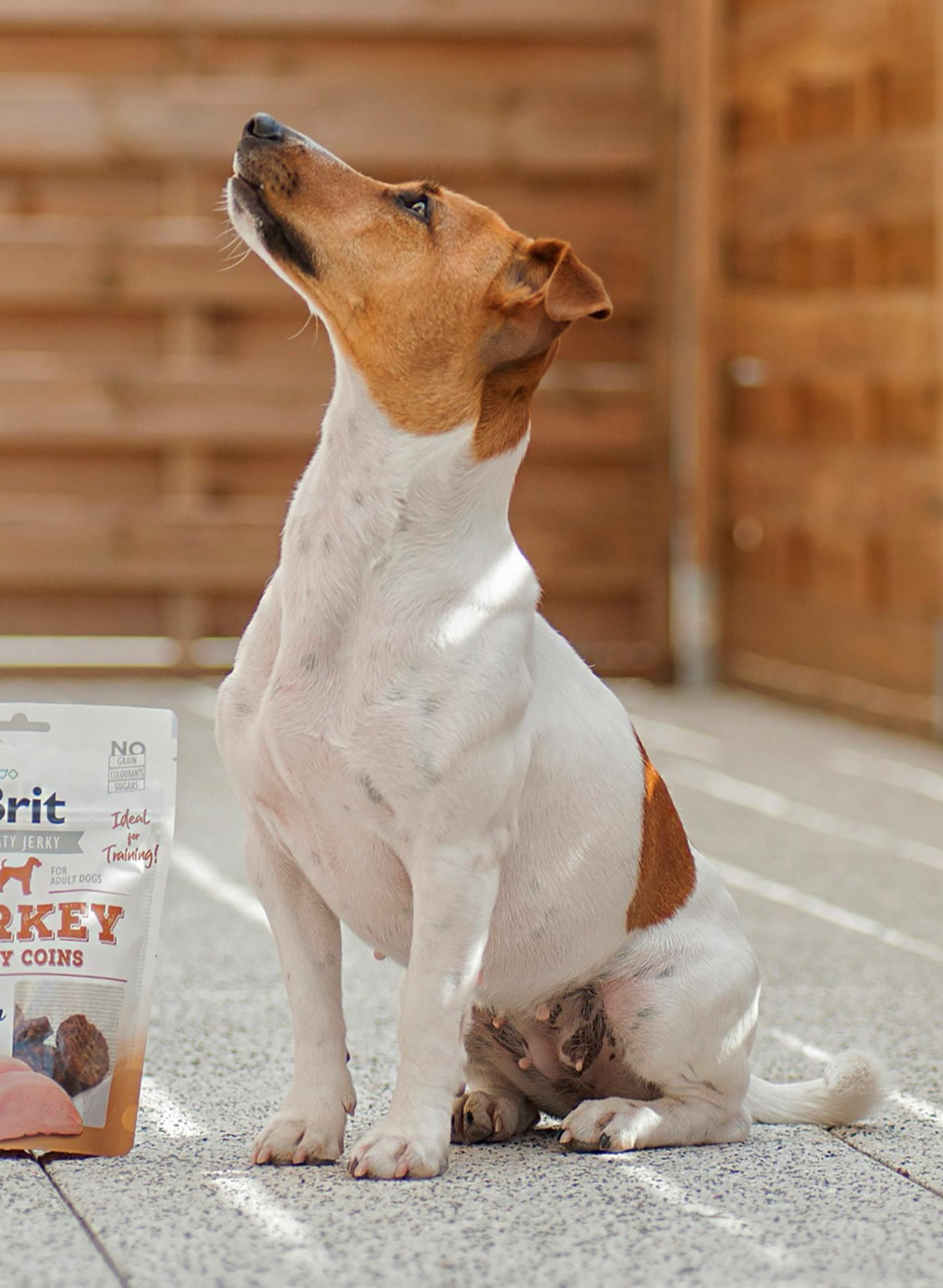 비만 반려동물 체중 관리 중 간식 사용 가이드: 다이어트를 망치지 않는 보호자 전략