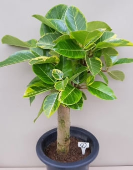 뱅갈고무나무 과습 시 대처법