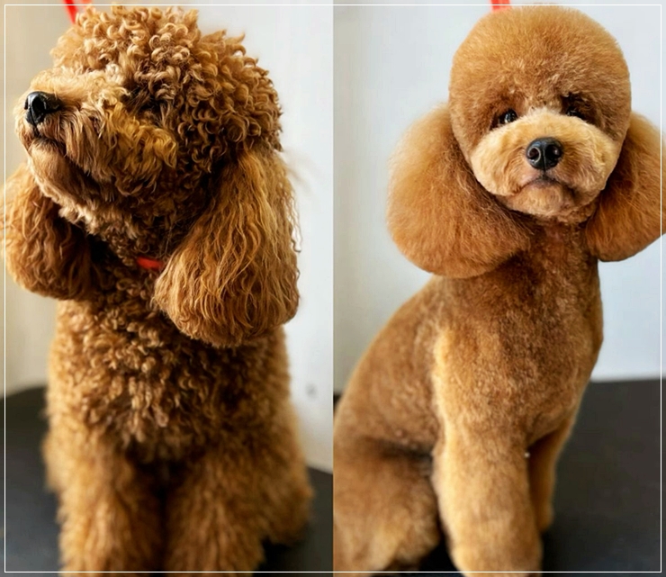 반려동물학과전문대학교