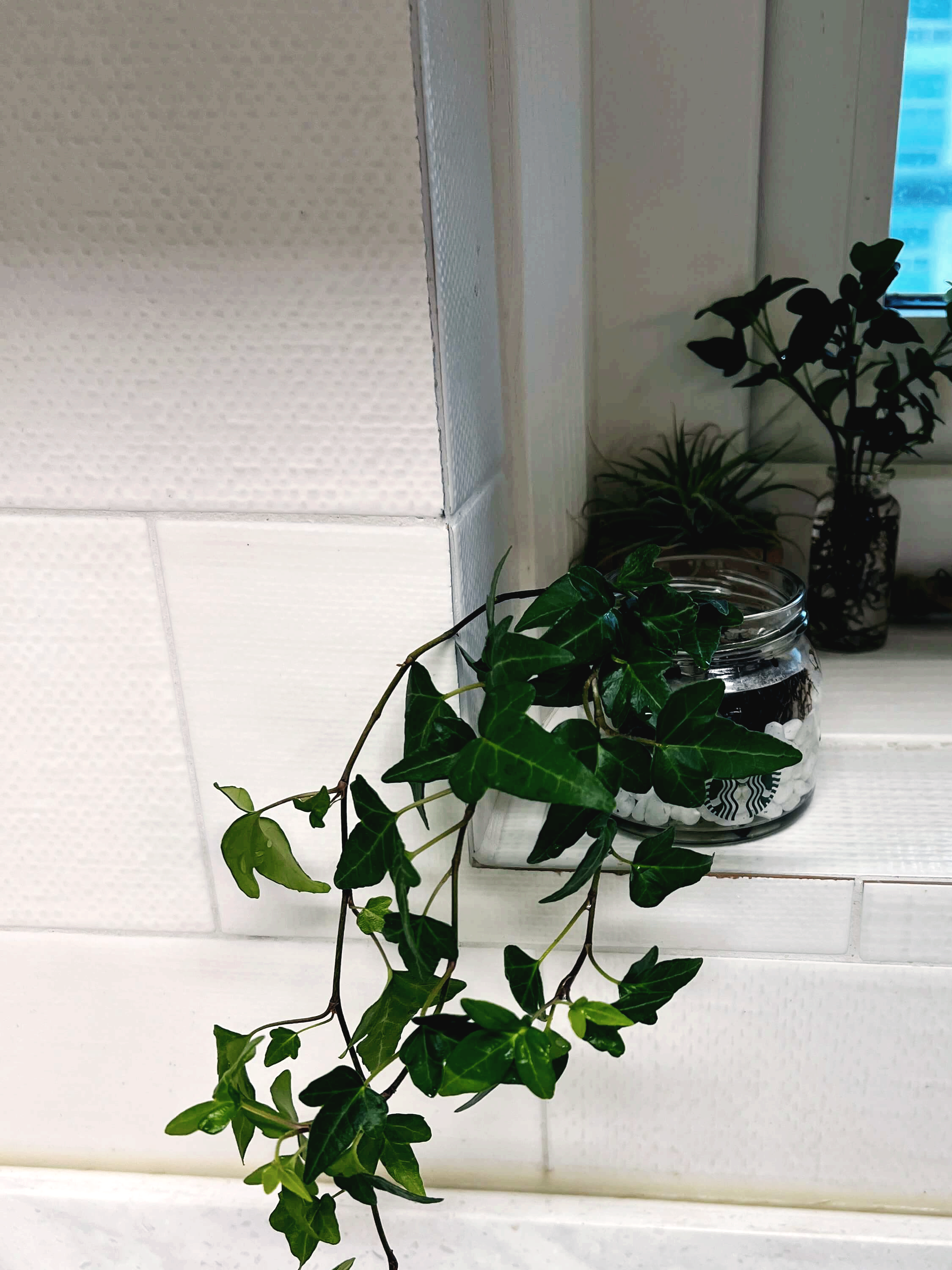 수경재배 하고 있는 아이비