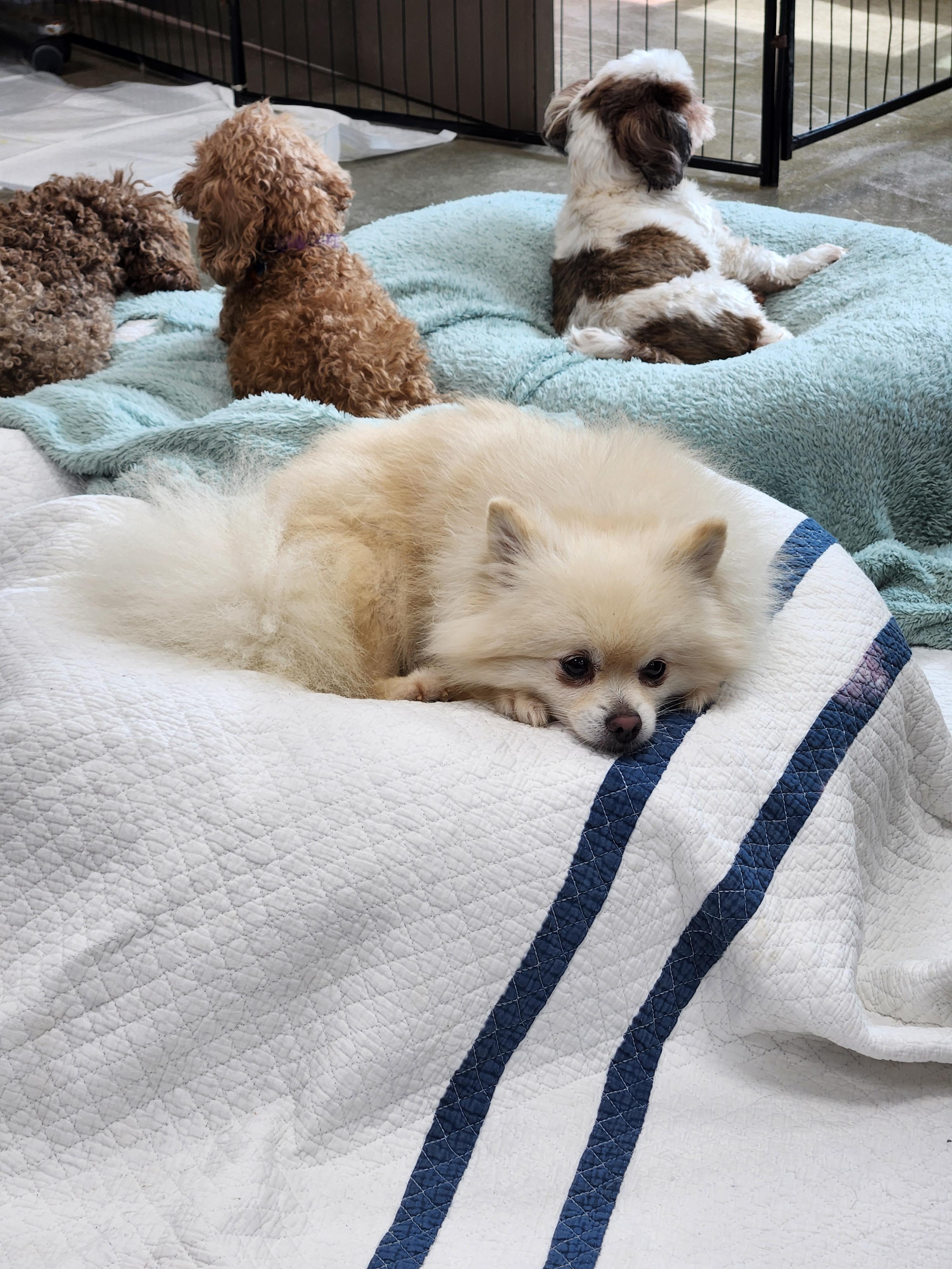 강아지 입양 전 건강 체크 14가지