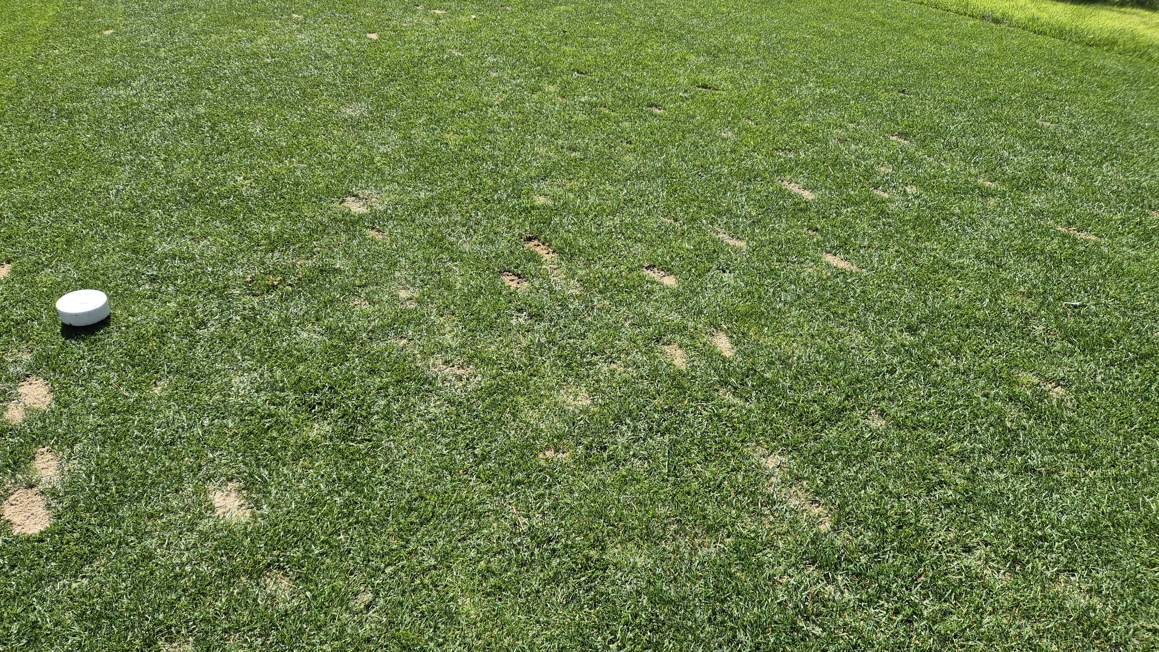 오로라cc 티잉구역 상태