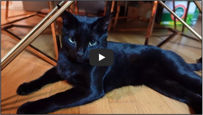 고양이 유튜버 순위 TOP 10 2