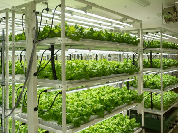 수직 농장에서 스마트 센서를 활용한 혁신 사례