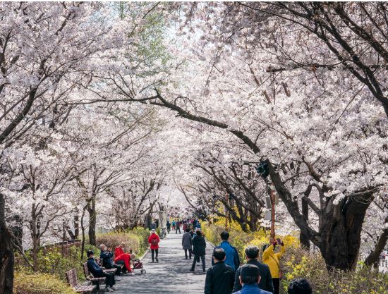 동대문 벚꽃