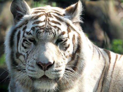 2025년 5월 29일 띠별 오늘의 운세