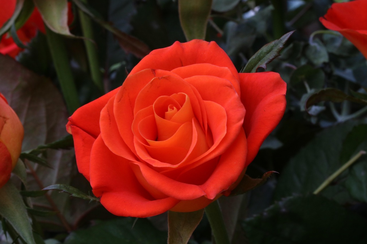 로즈 장미꽃 축제