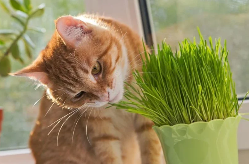 Catnip