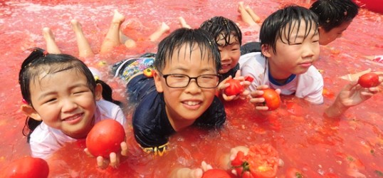 퇴촌-토마토-축제