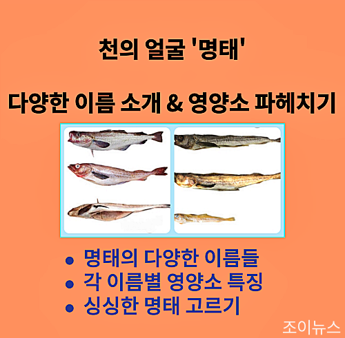 천의 얼굴 명태, 다양한 이름과 영양소 파헤치기
