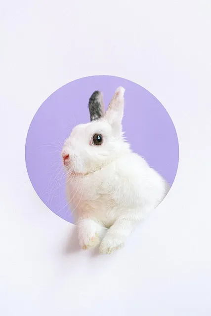 토끼띠 운세