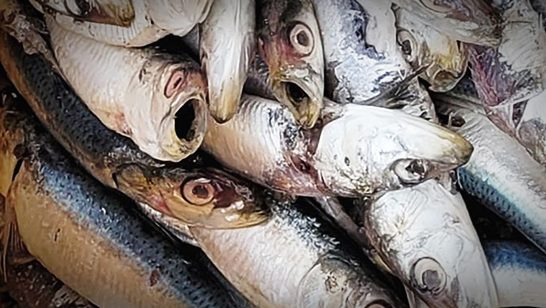 당뇨병에 좋은 음식_청어