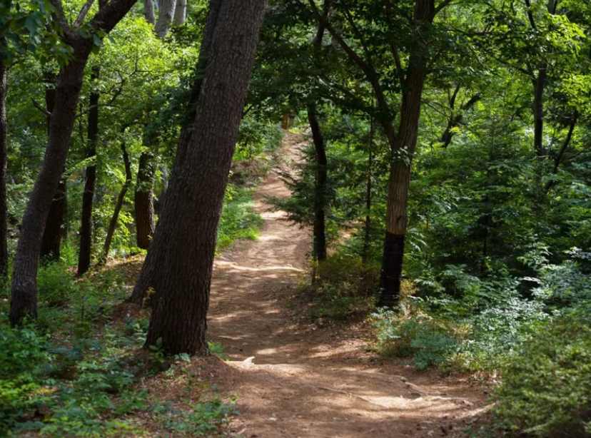울산 북구 천마산 편백산림욕장에 어린이공원 생긴다 1